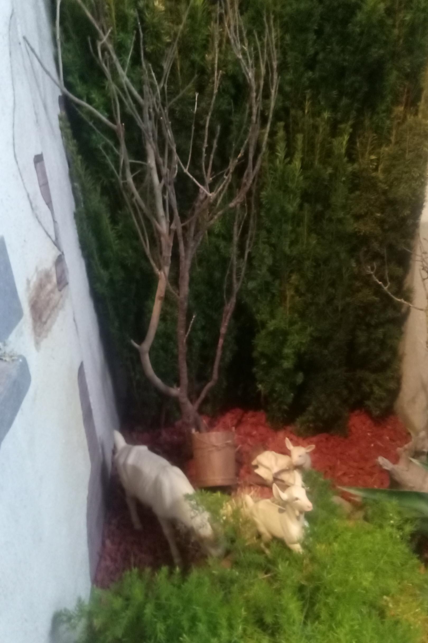 2025_6_Krippe_Könige-kommen_04