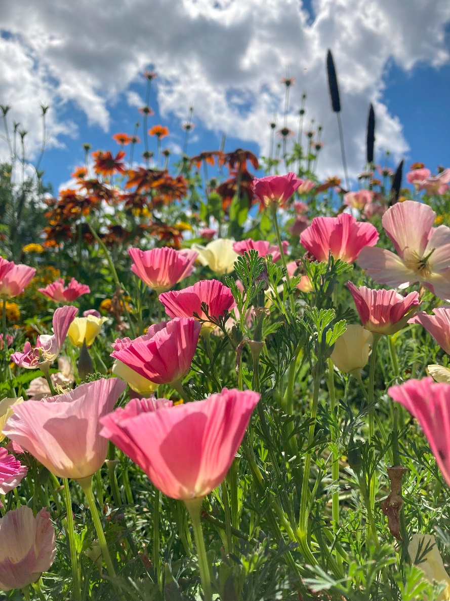 Blumenwiese