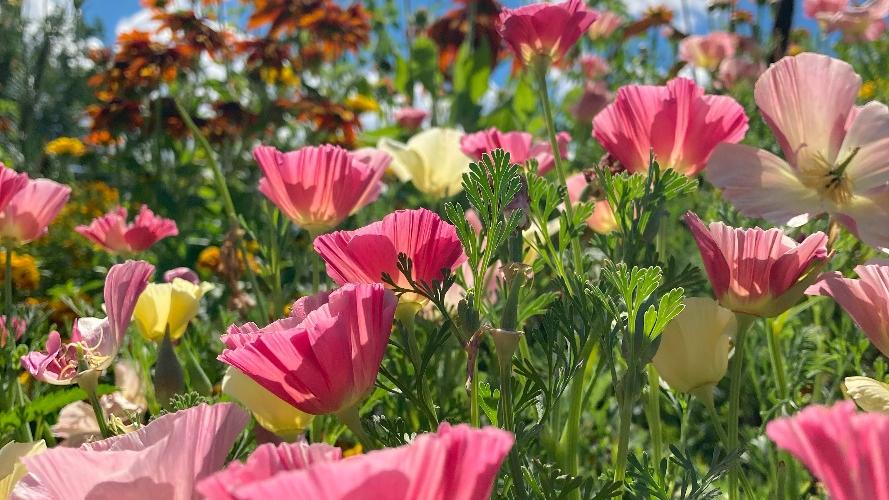 Blumenwiese
