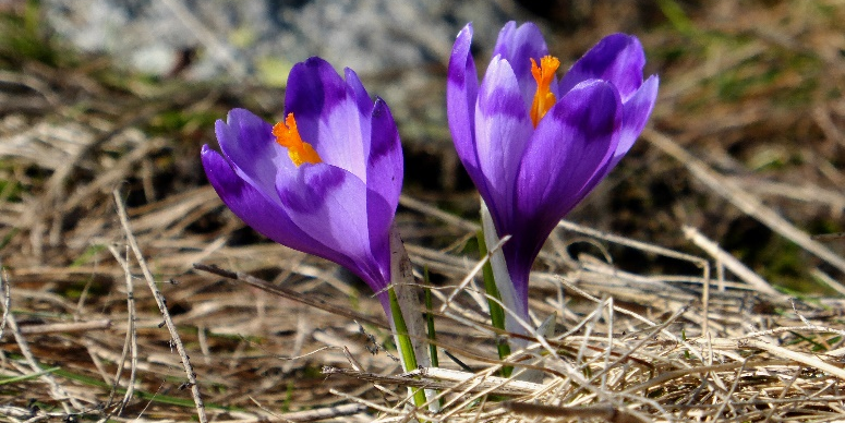 Der Frühling ist da!