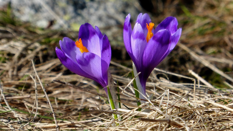 Der Frühling ist da!