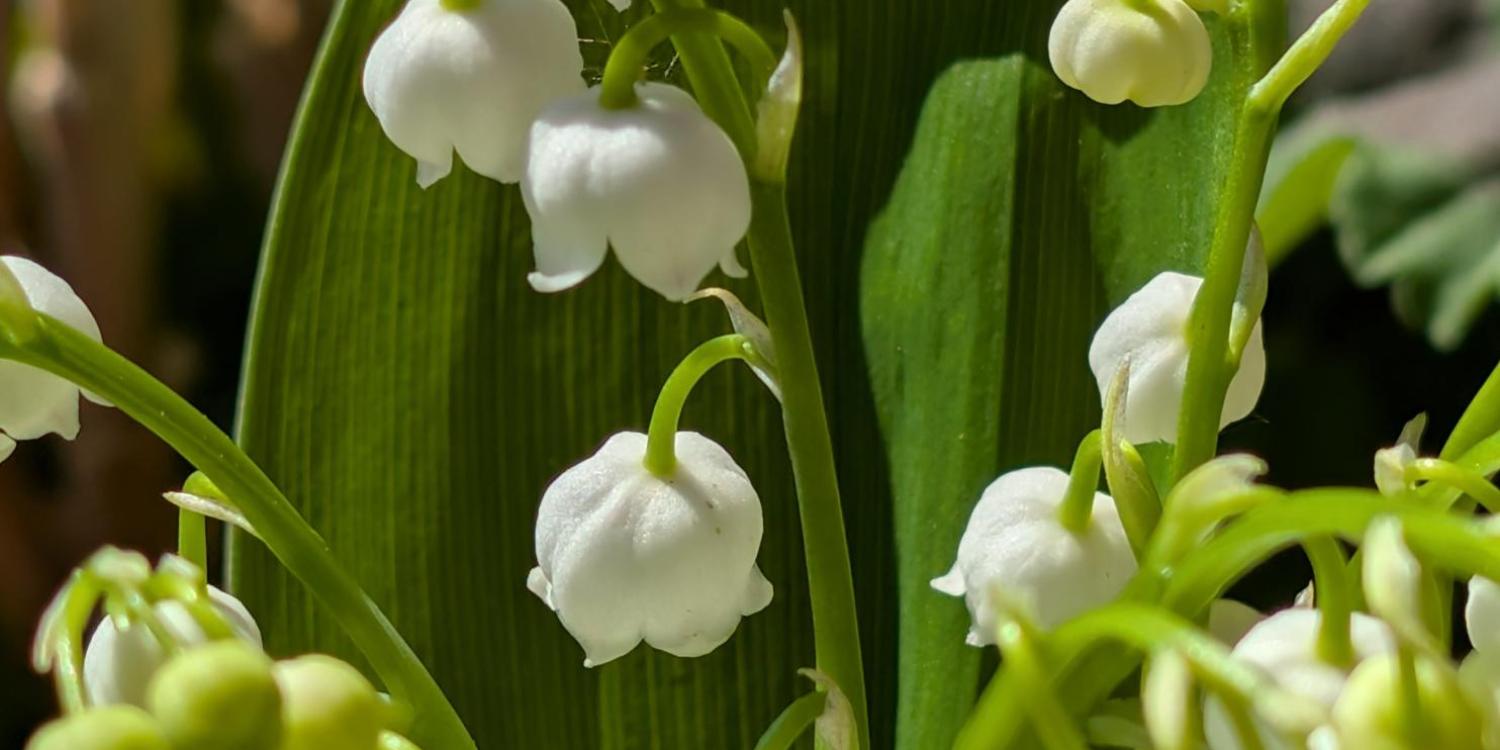 Maiglöckchen mit weißen Blüten und grünem Blatt im Sonnenlicht.