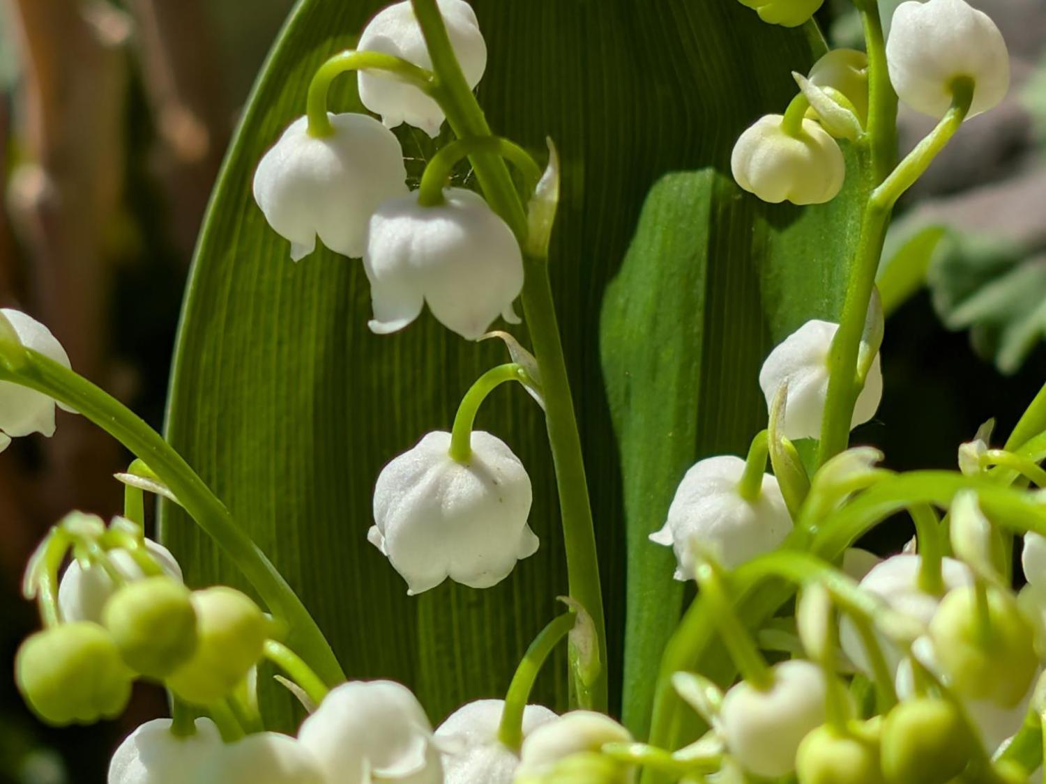 Maiglöckchen mit weißen Blüten und grünem Blatt im Sonnenlicht.